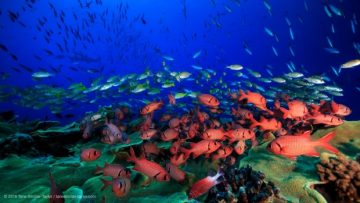 Why some coral reefs thrive as others die off