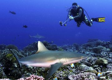 Global economic value of shark ecotourism