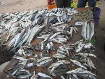 Oceans Running Out of Fish