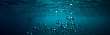 Webinar: Can new global treaty talks help prevent overfishing?